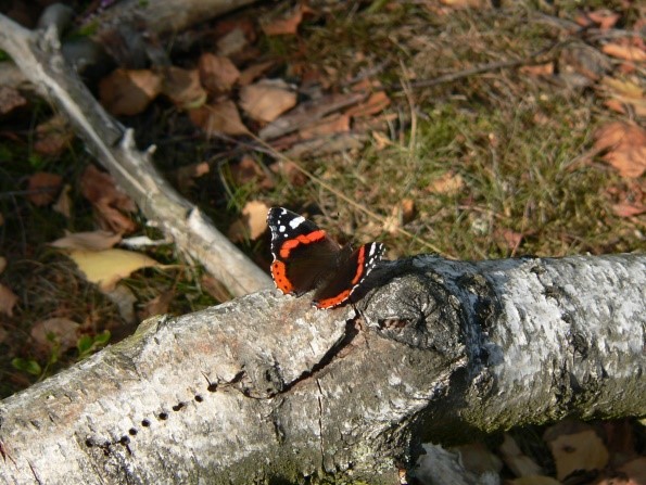 Schmetterling auf Birke