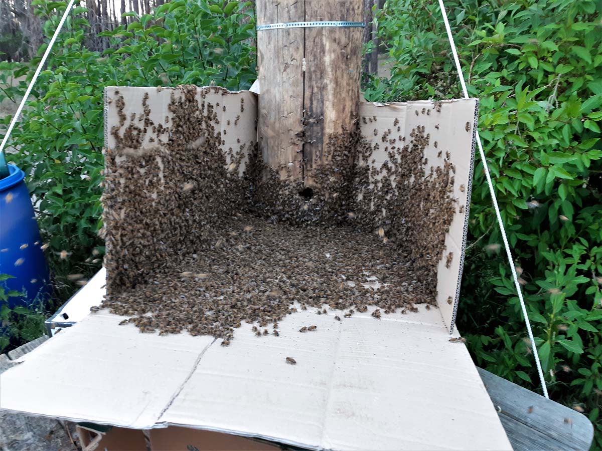 Einsetzen der Bienen 2