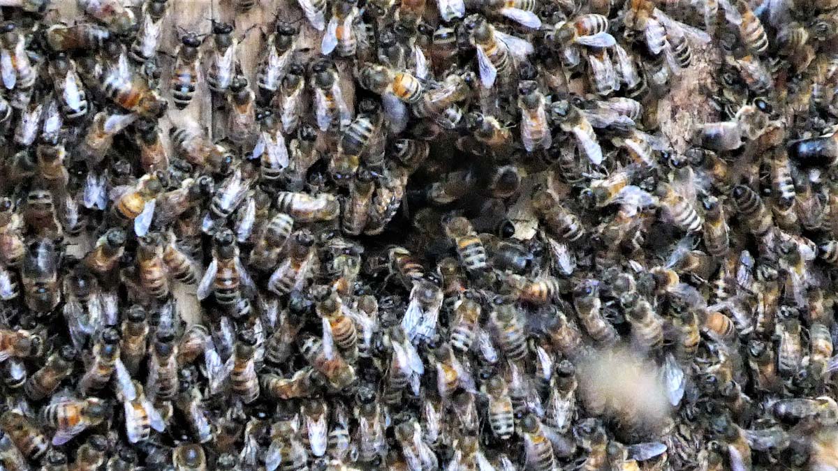 Einsetzen der Bienen 4