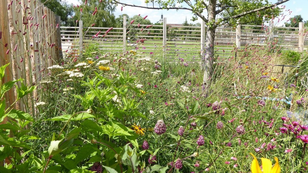 Insektenfreundlicher Garten