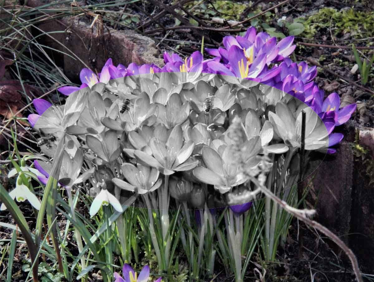 20180205-Biene-auf-Krokus- SWel