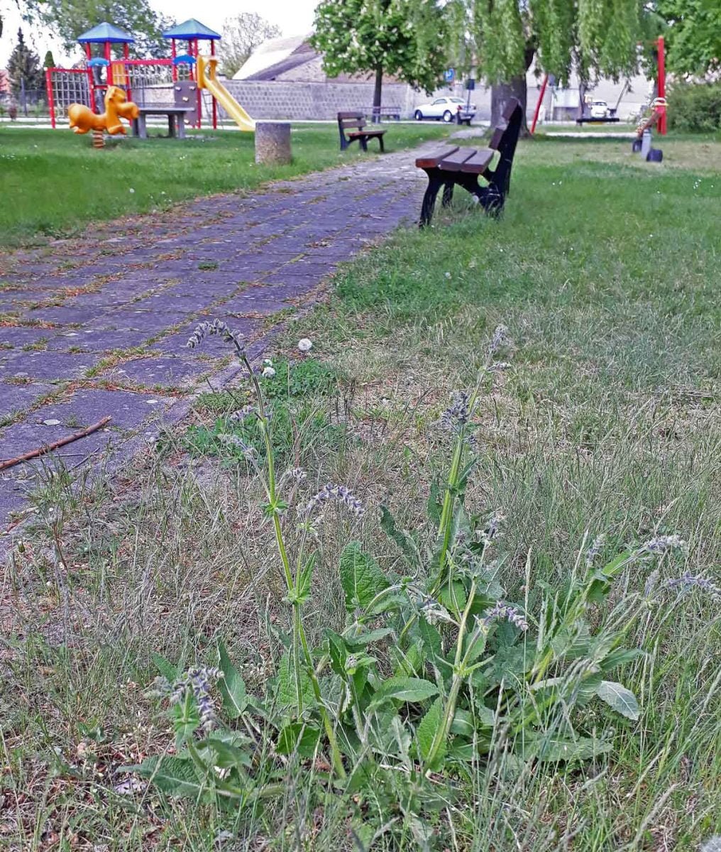 20180503-Wildsalbei-in-Buchholz
