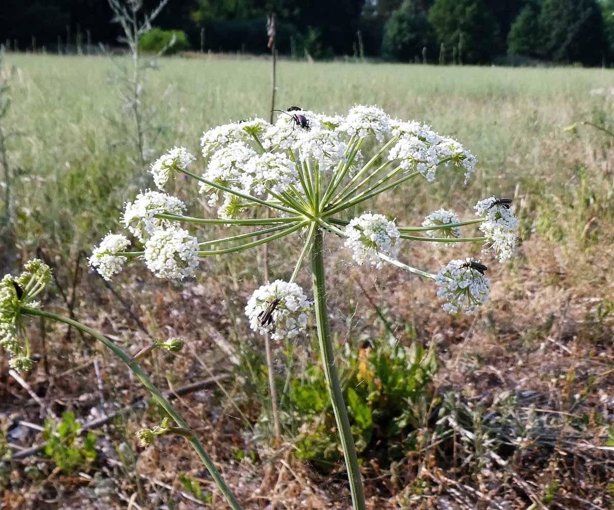 Steinbockkäfer auf wilder Möhre
