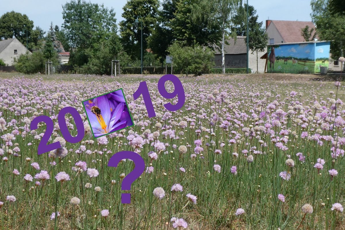 Grasnelkendorf 2019?