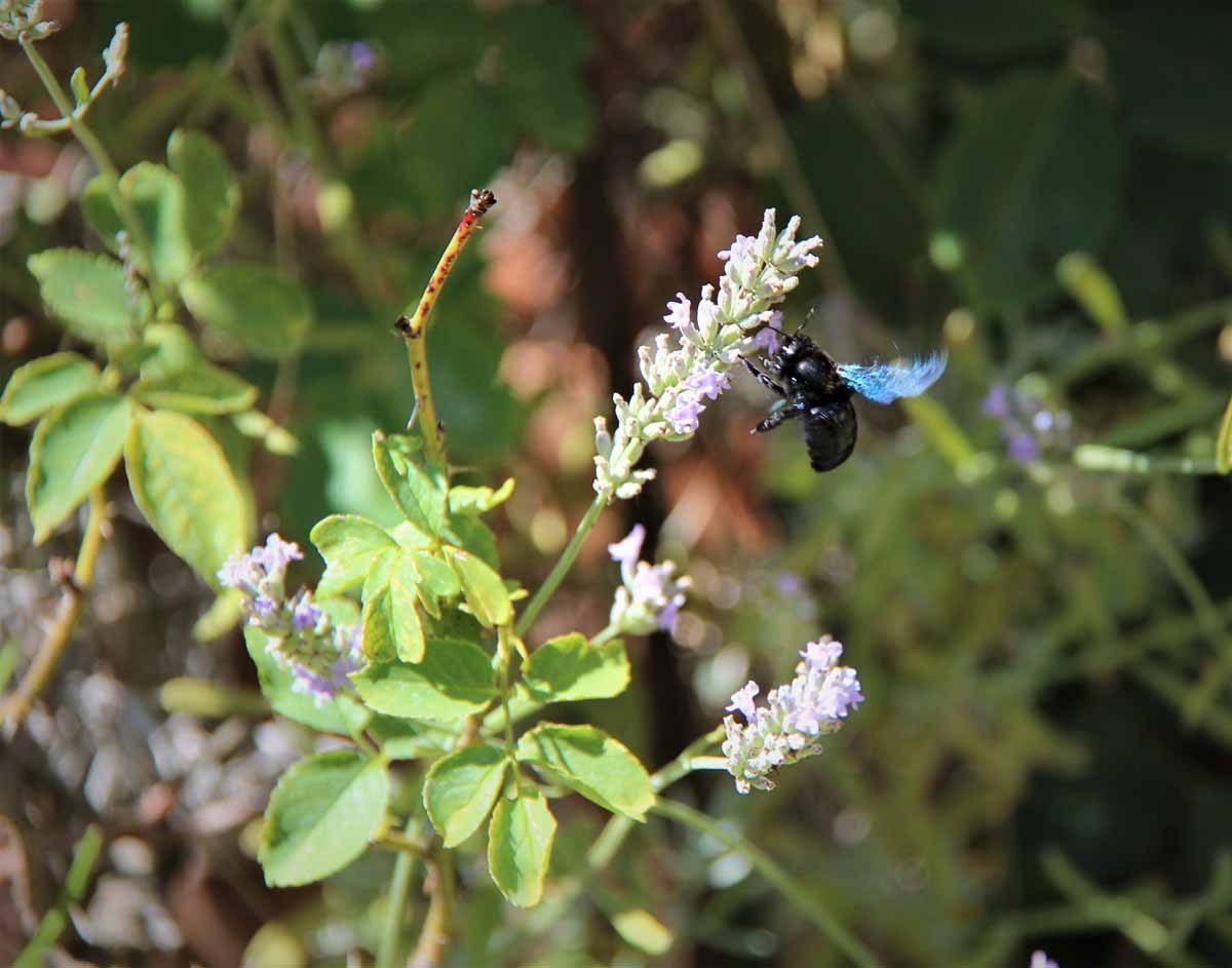 Schwarze Holzbiene