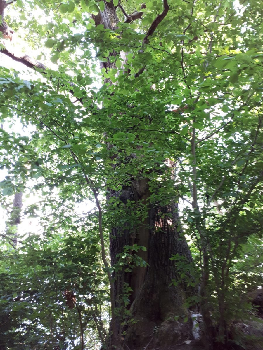 Verzicht auf Laubsauger