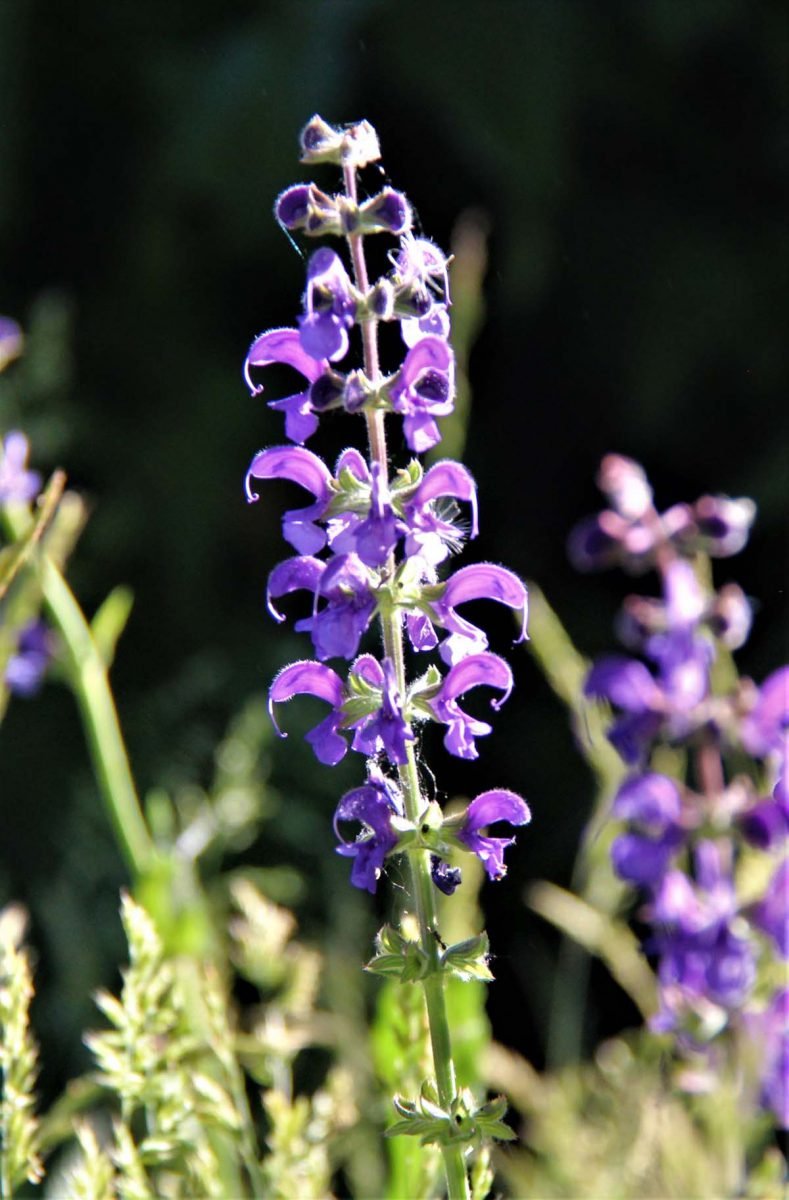 Wiesensalbei