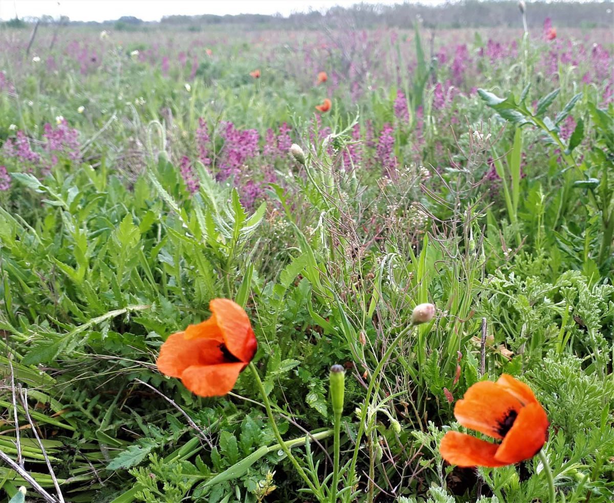 Ackerwildkrautflora