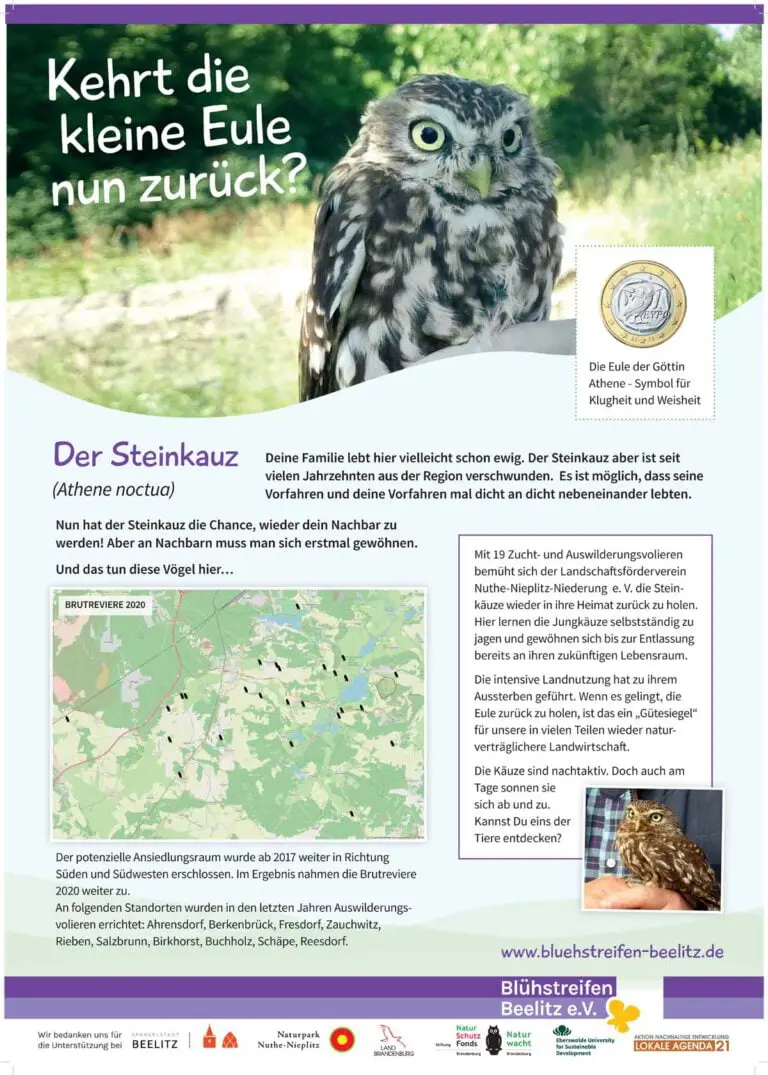 Kehrt die kleine Eule nun zurück