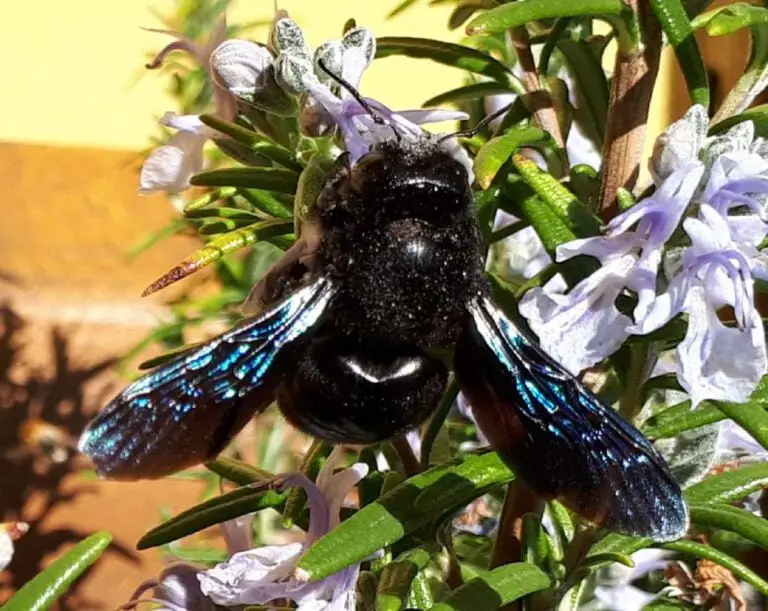 Blauschwarze Holzbiene