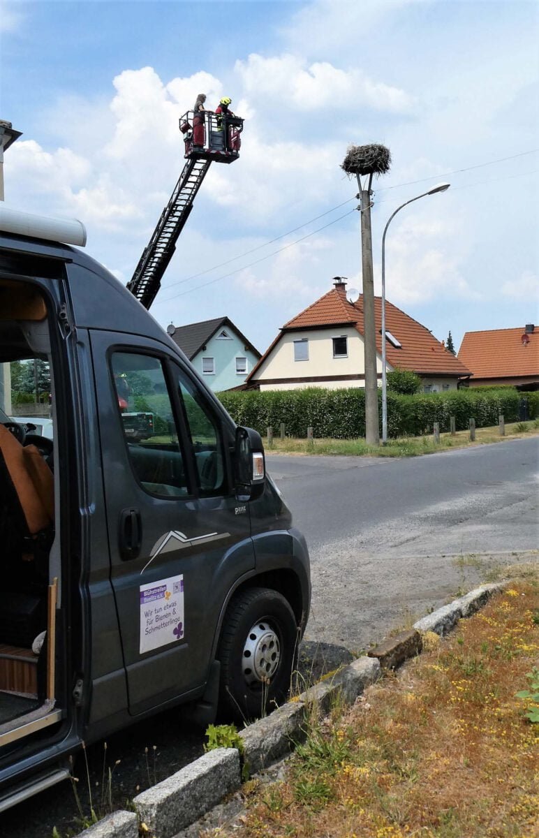 Rettung von Jungstörchen