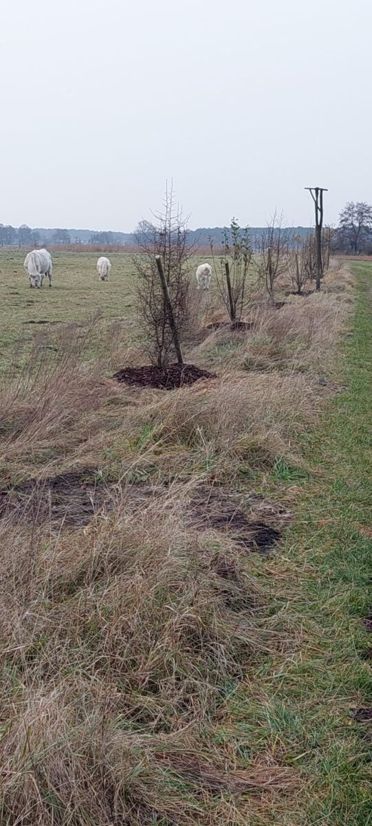 Wildapfel und Wildbirne