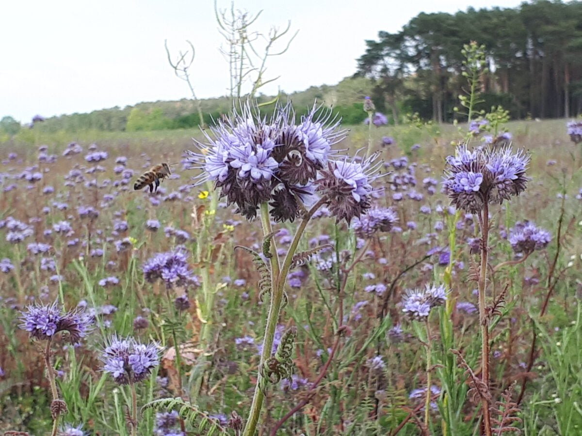 Phacelia