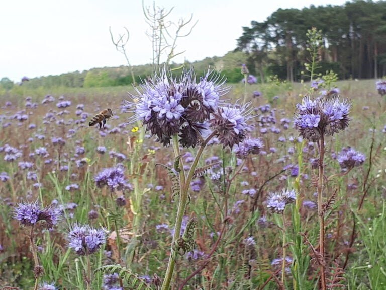 Phacelia