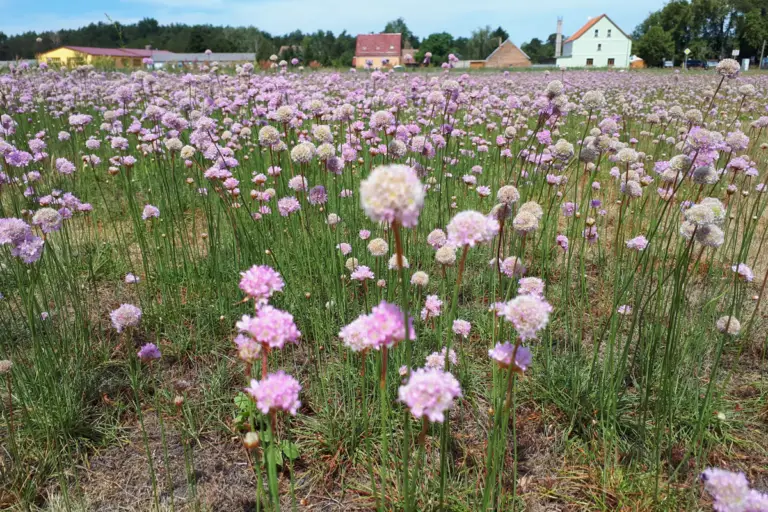 Grasnelke