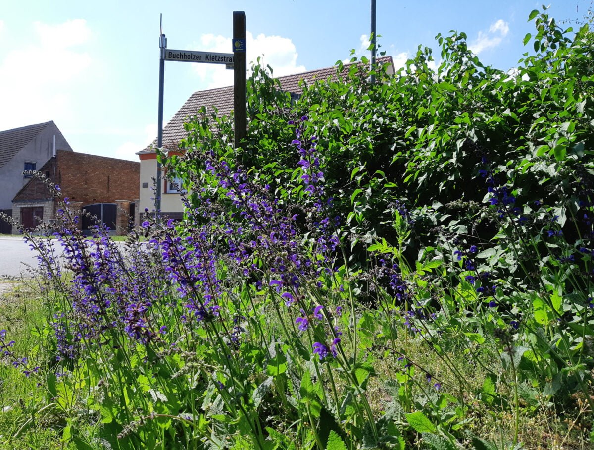 Wiesensalbei