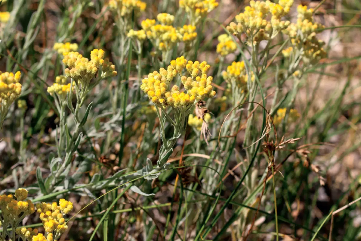 Sandstrohblume