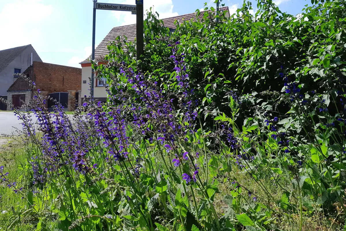 Wiesensalbei