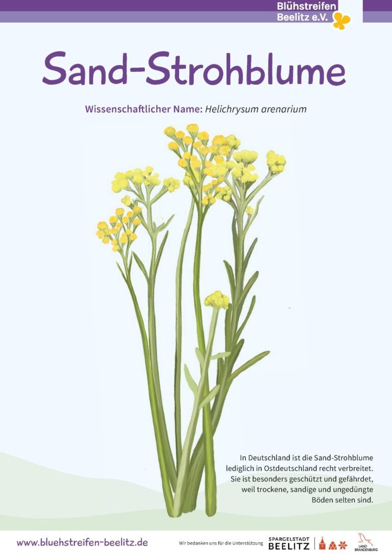 Sandstrohblume