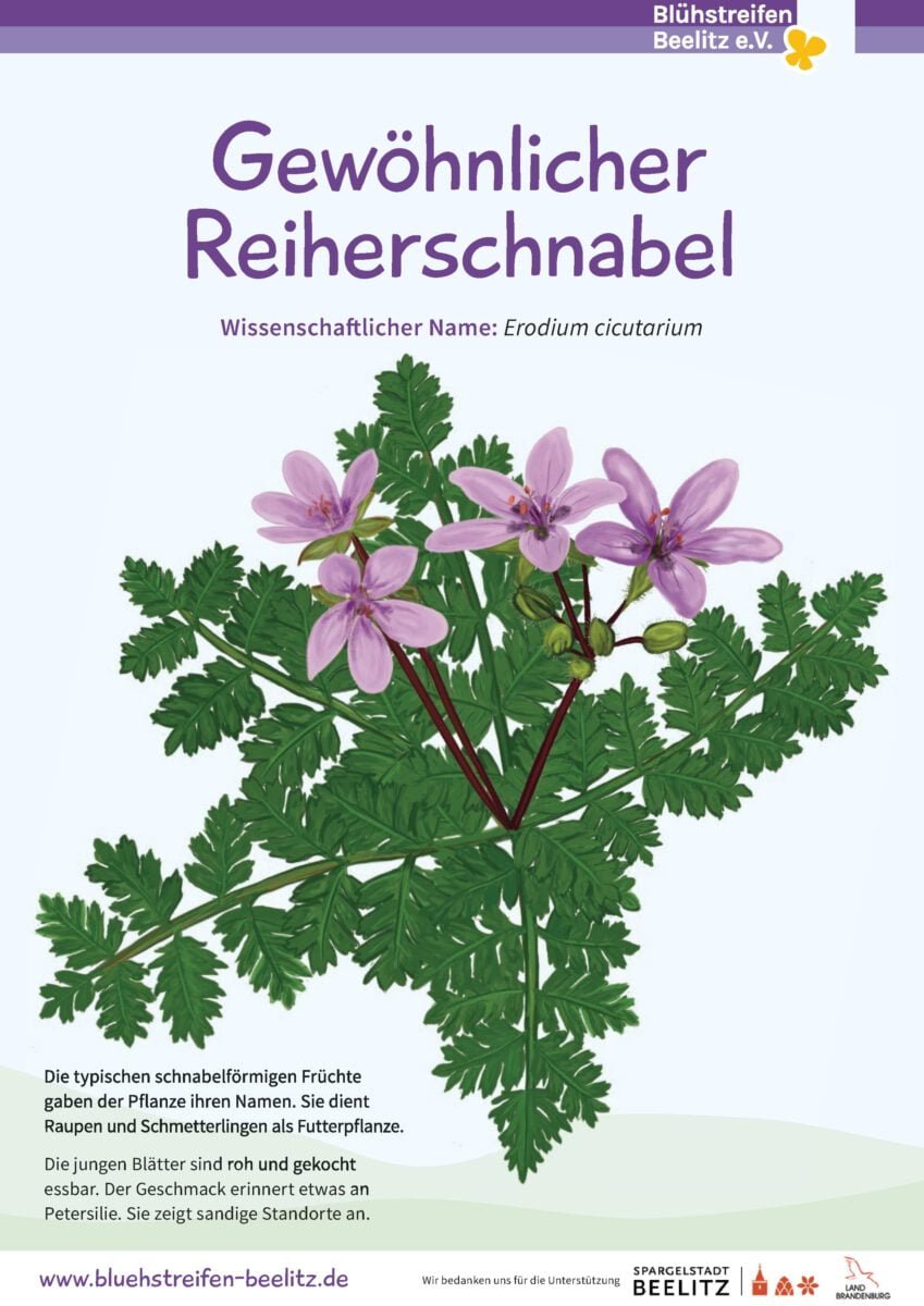 Reiherschnabel