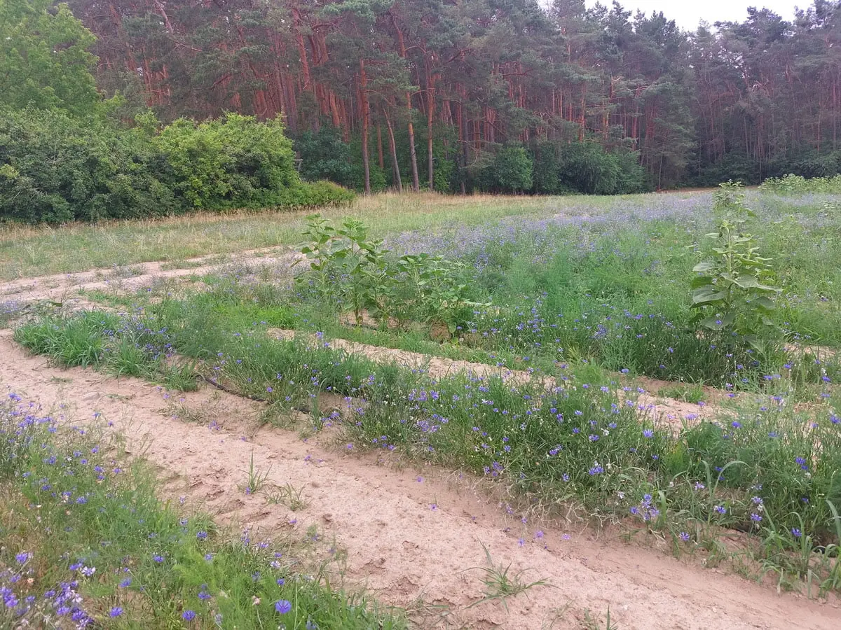 Fläche Hentschel Spargelhof Elsholz 3