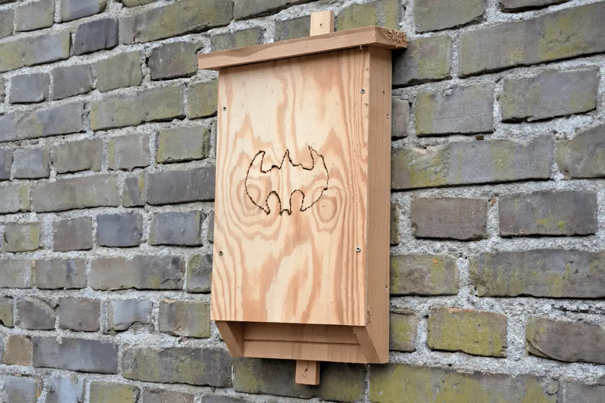 Fledermauskasten
