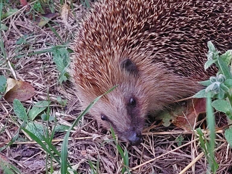 Igel