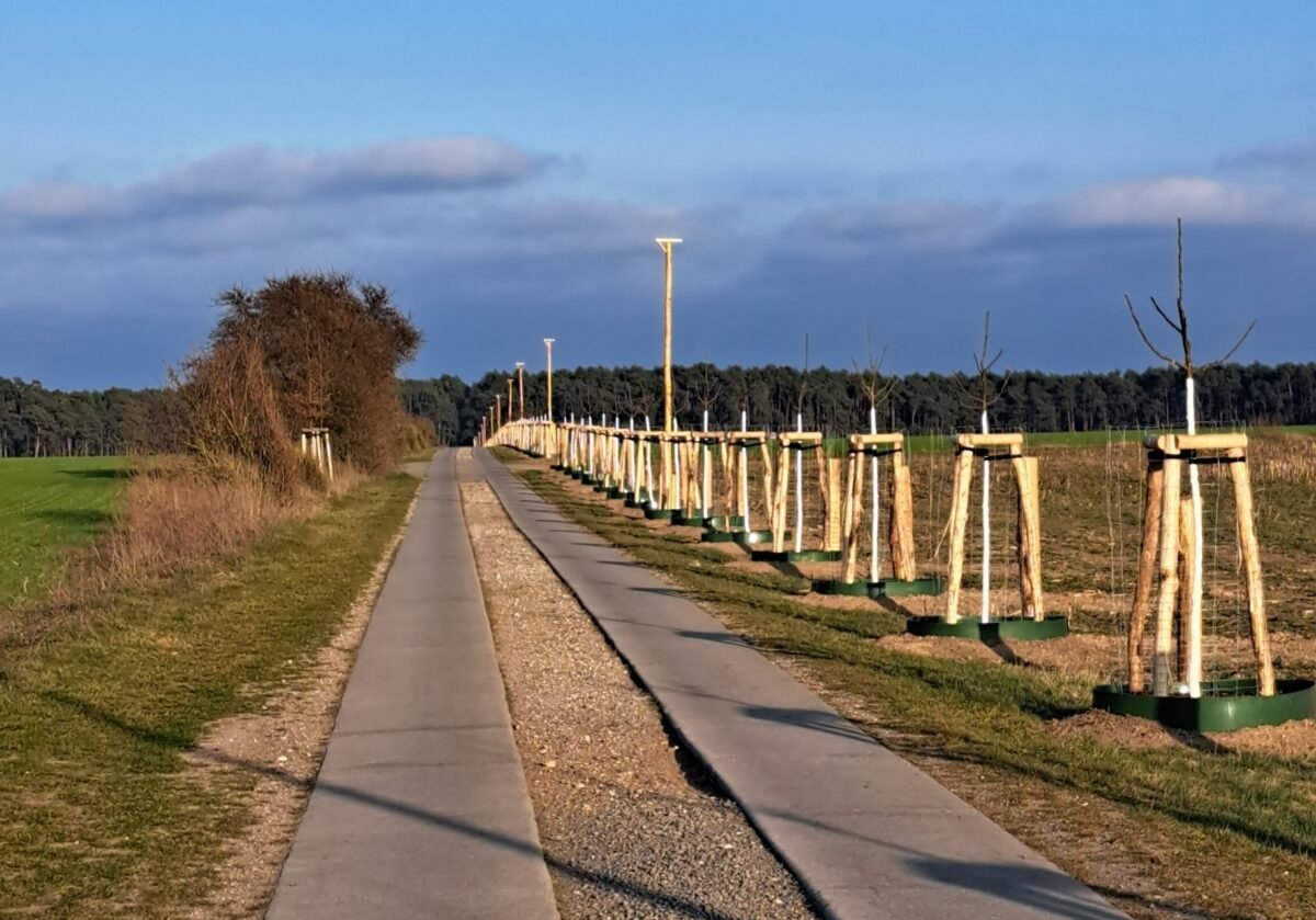 frische Baumpflanzung an der Verbindungsstraße