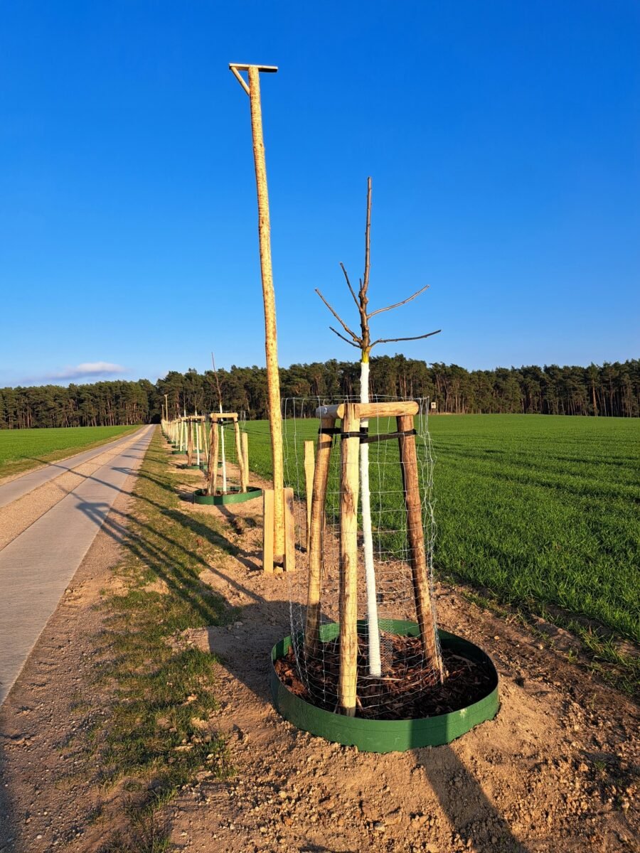 frische Baumpflanzung an der Verbindungsstraße