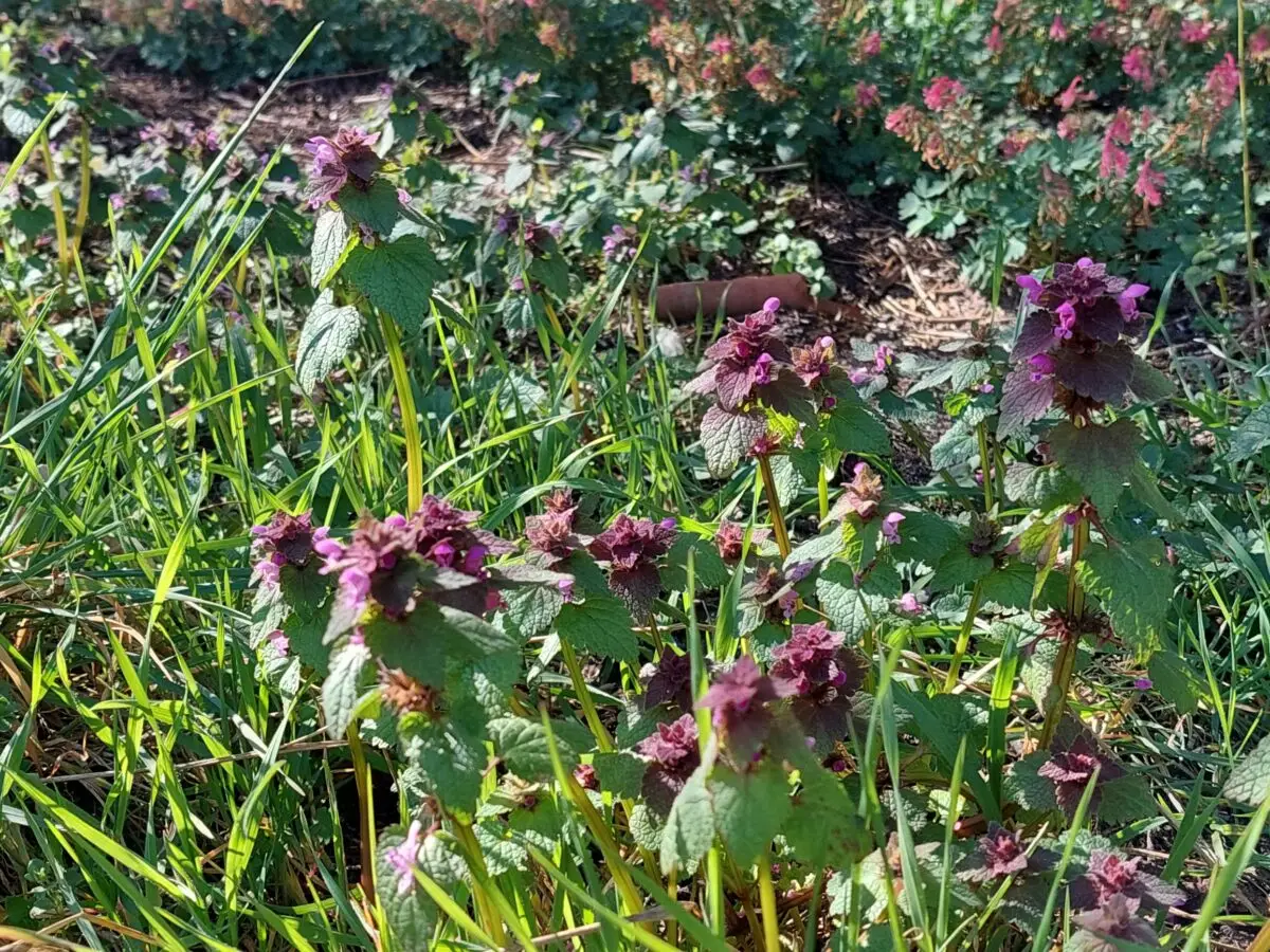 Wildblumen