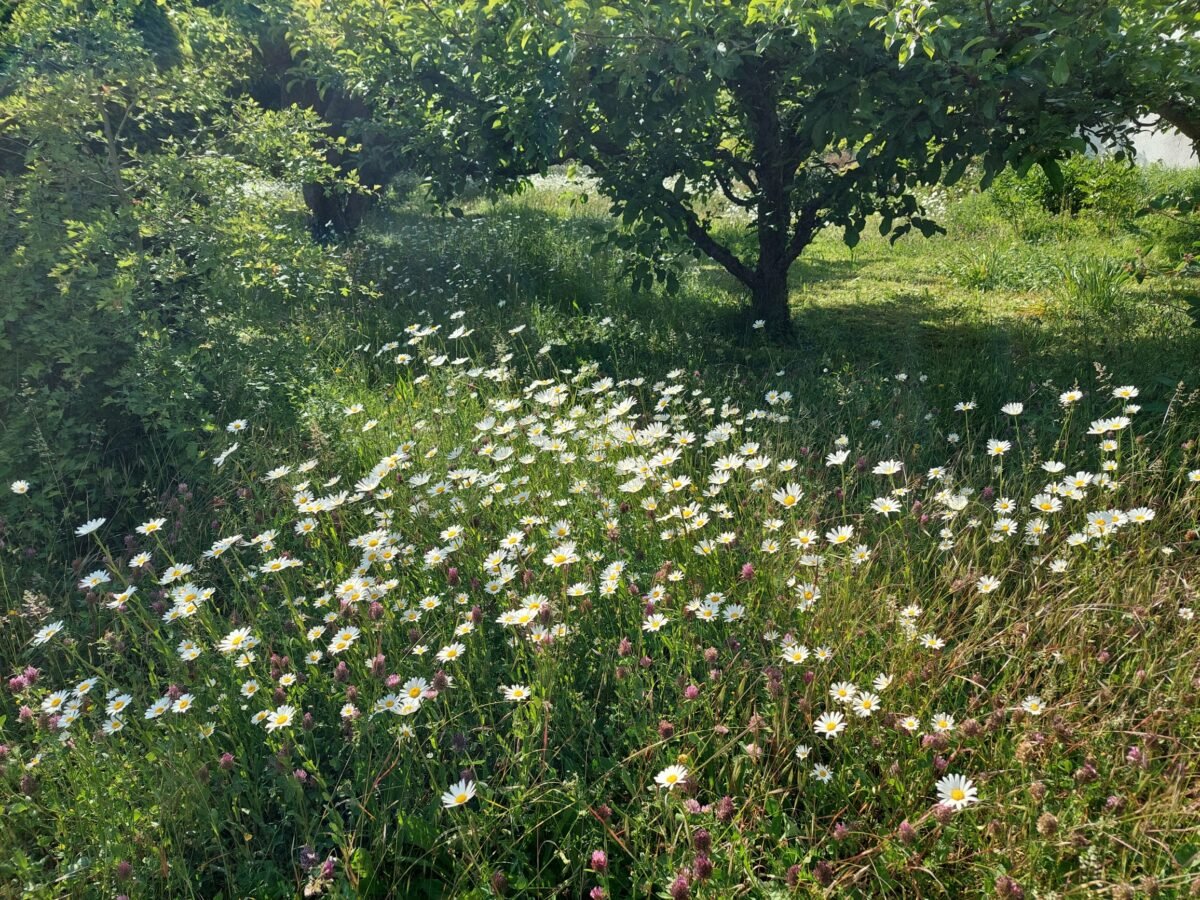 Margeritenwiese