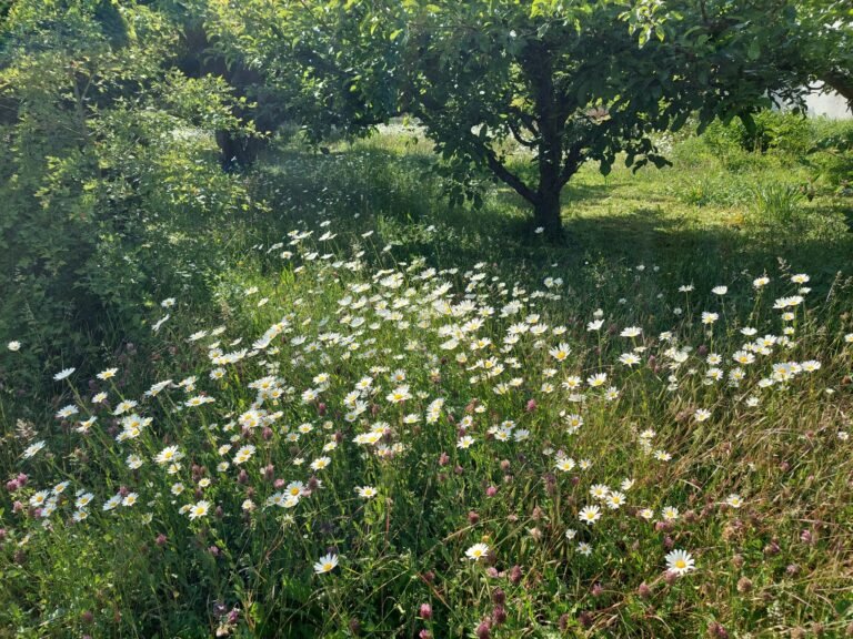 Margeritenwiese