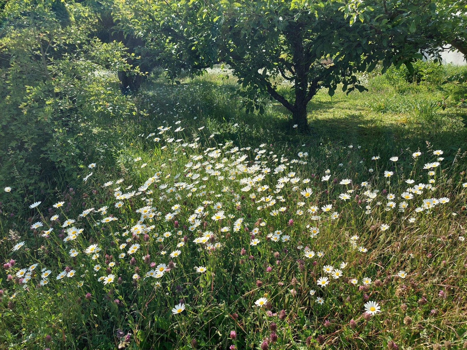 Margeritenwiese
