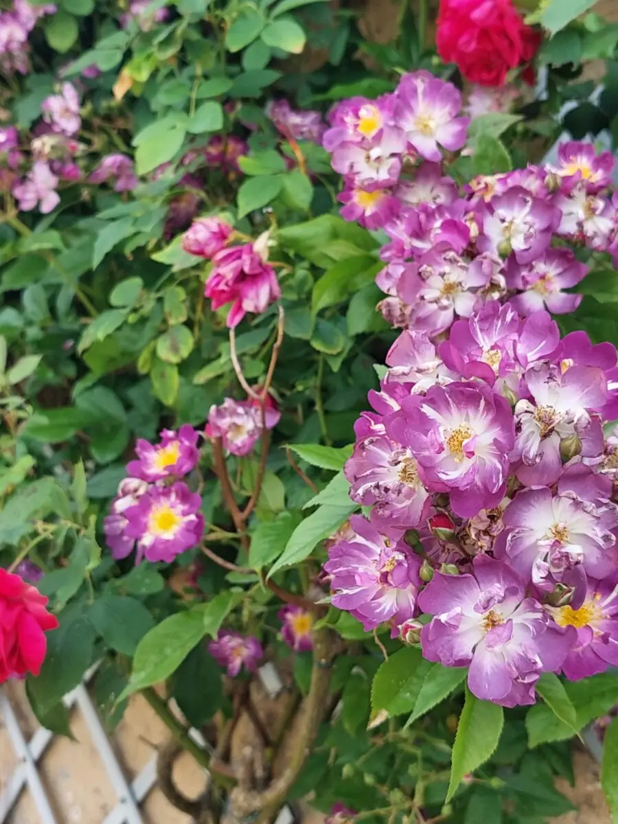 Rose ungefüllt
