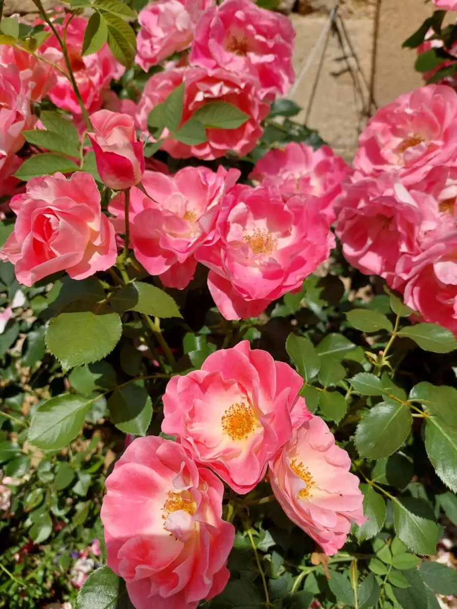 Rose ungefüllt