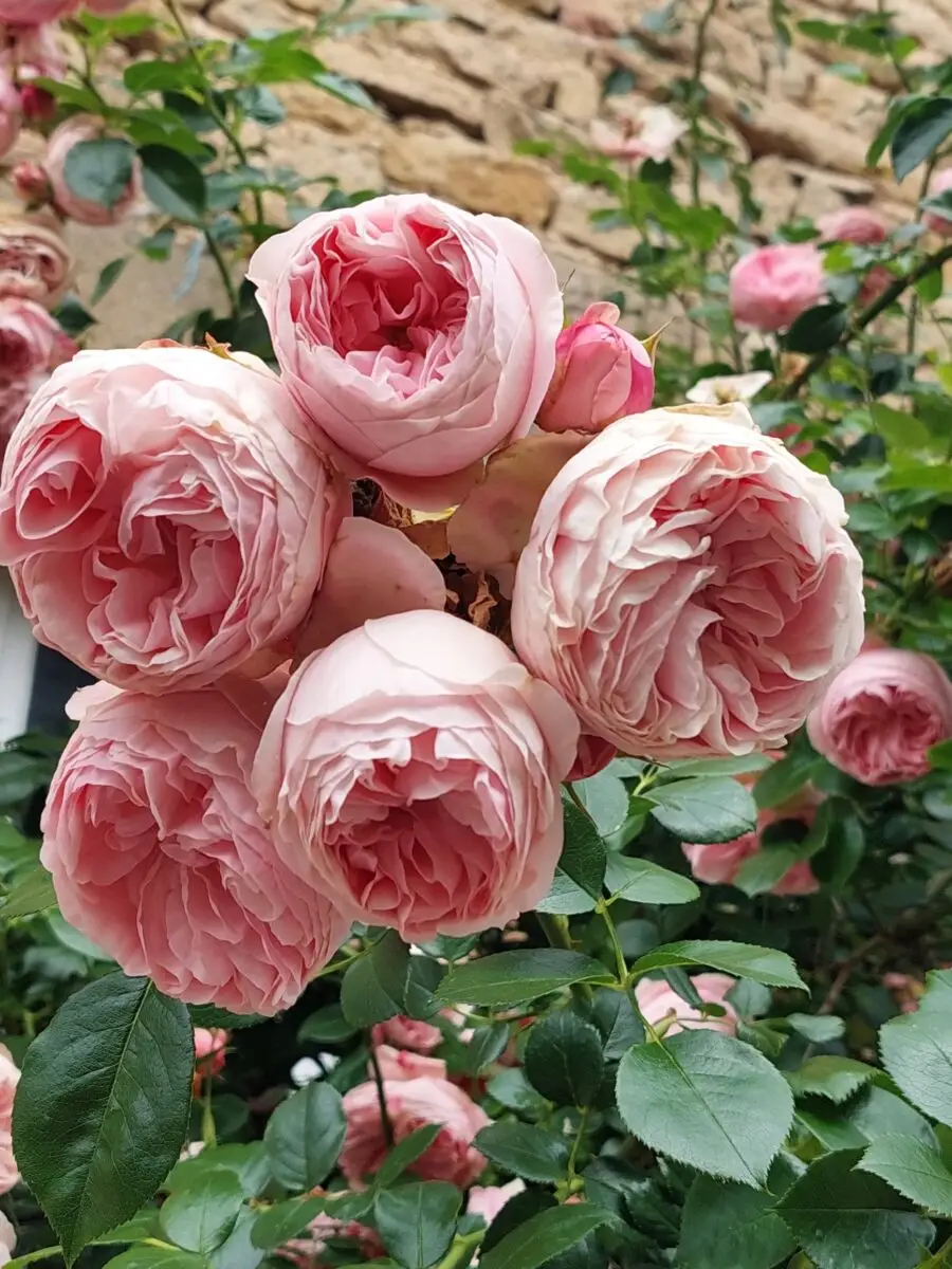 historische Rose