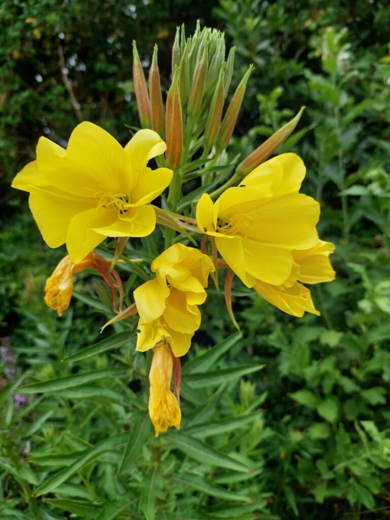 Nachtkerze