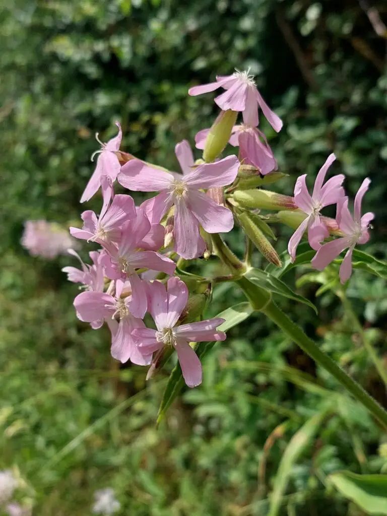 Seifenkraut