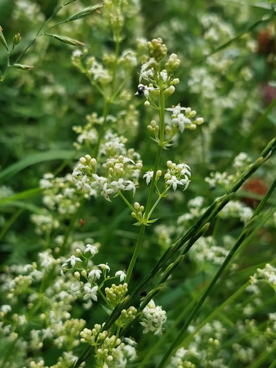 Labkraut