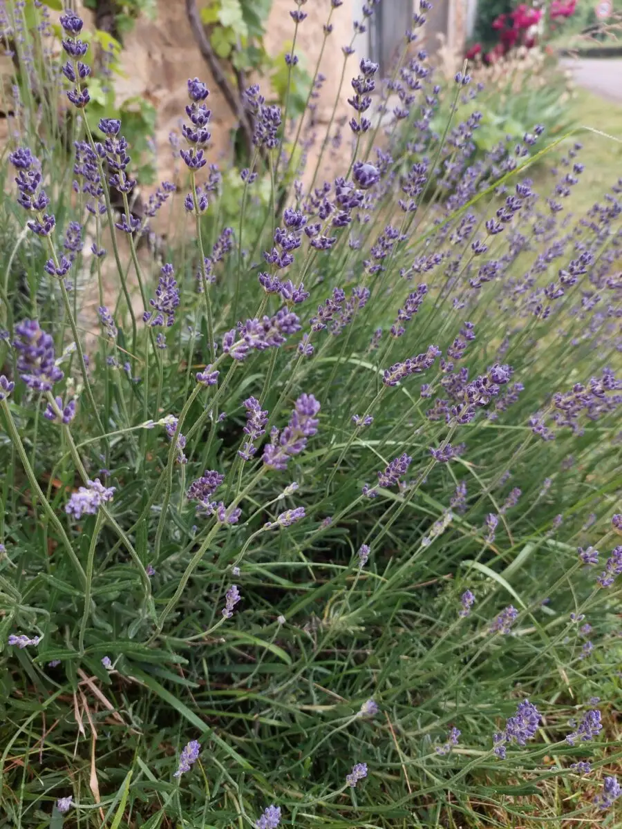 Lavendel