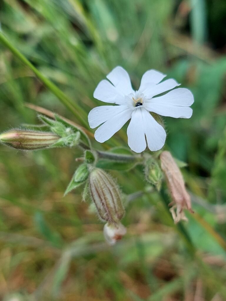 Weiße Lichtnelke