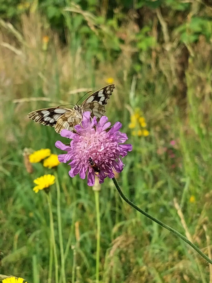 Schachbrettfalter