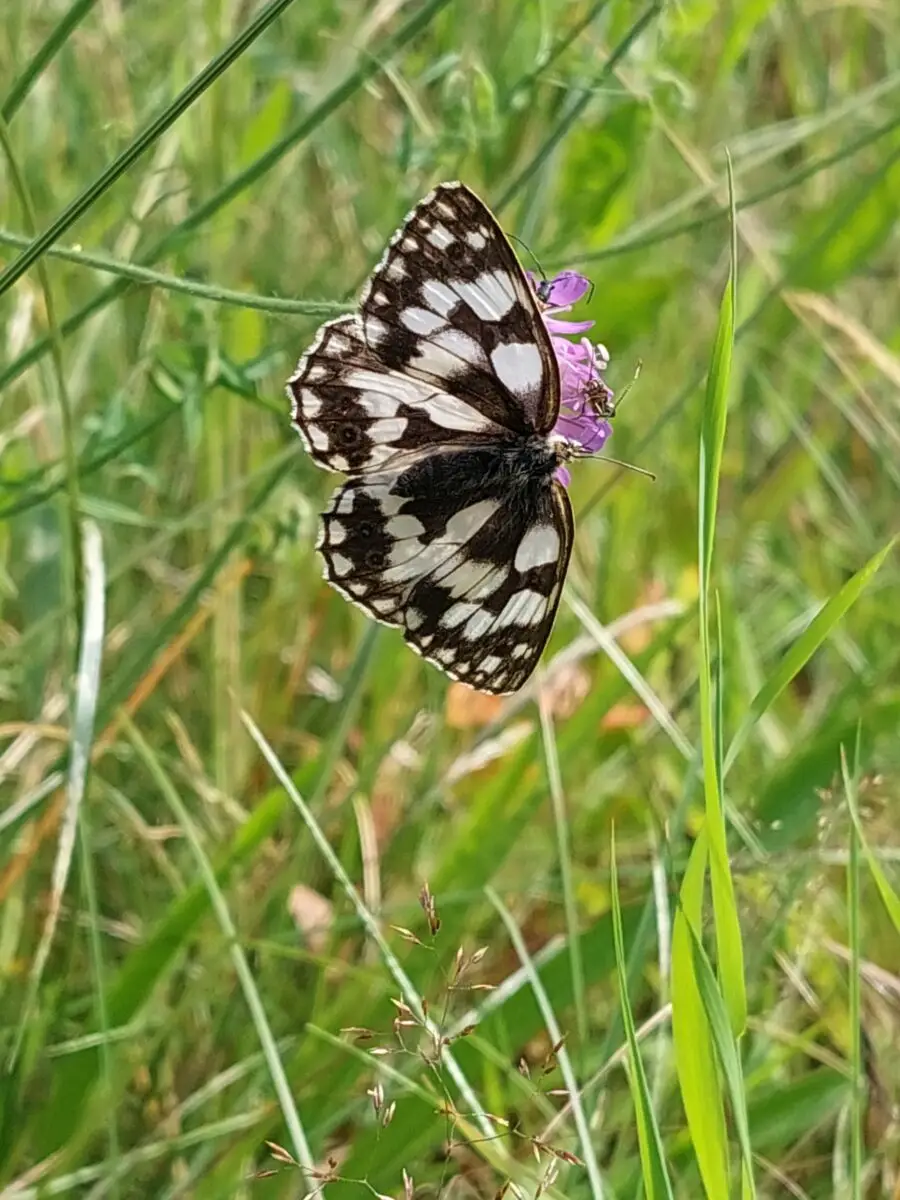 Schachbrettfalter