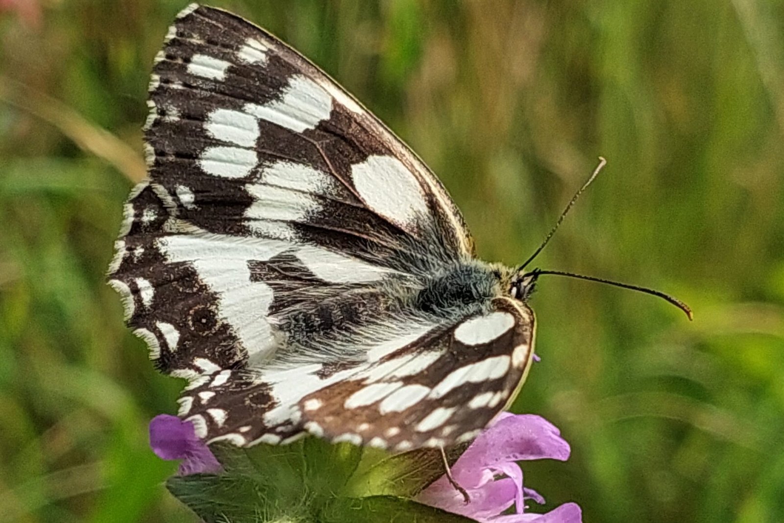 Schachbrettfalter