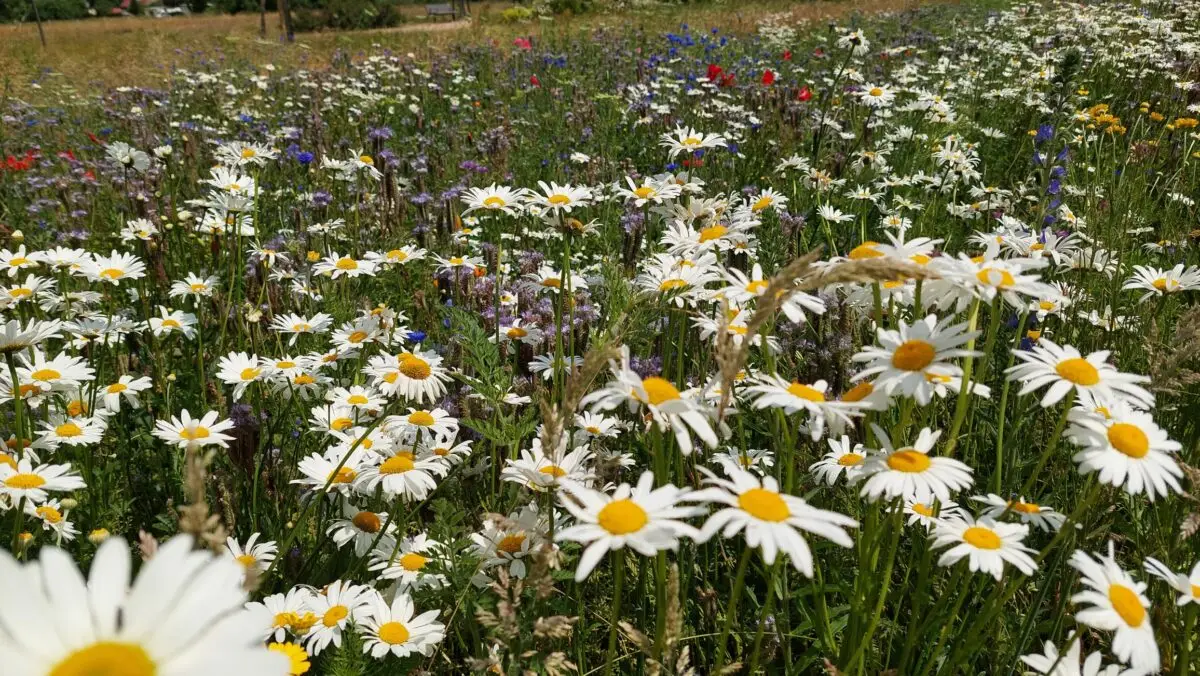 Blumenwiese