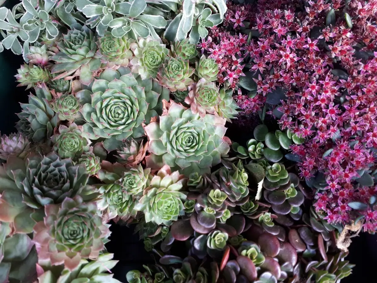 Hauswurz und Sedum