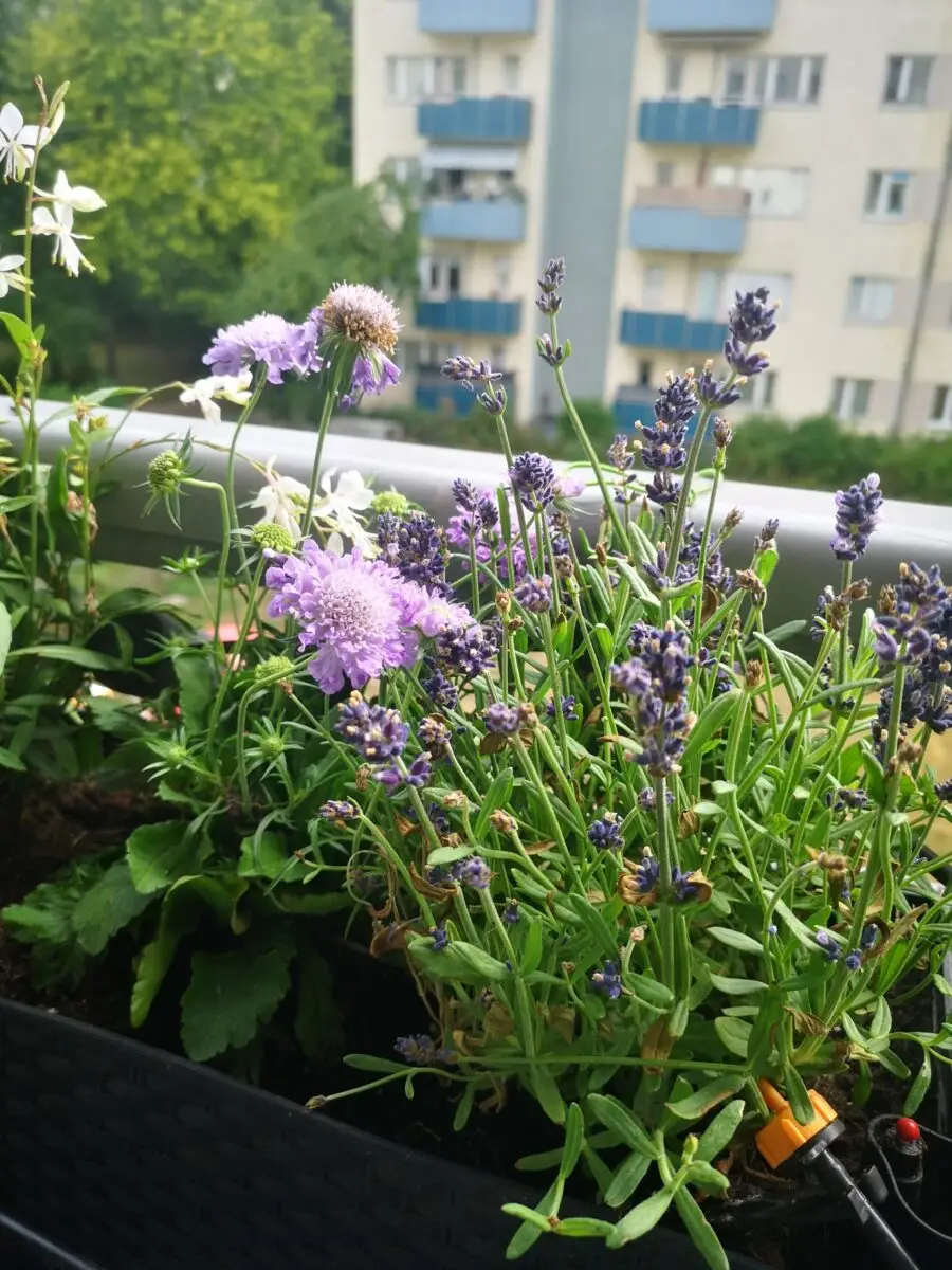 Lavendel