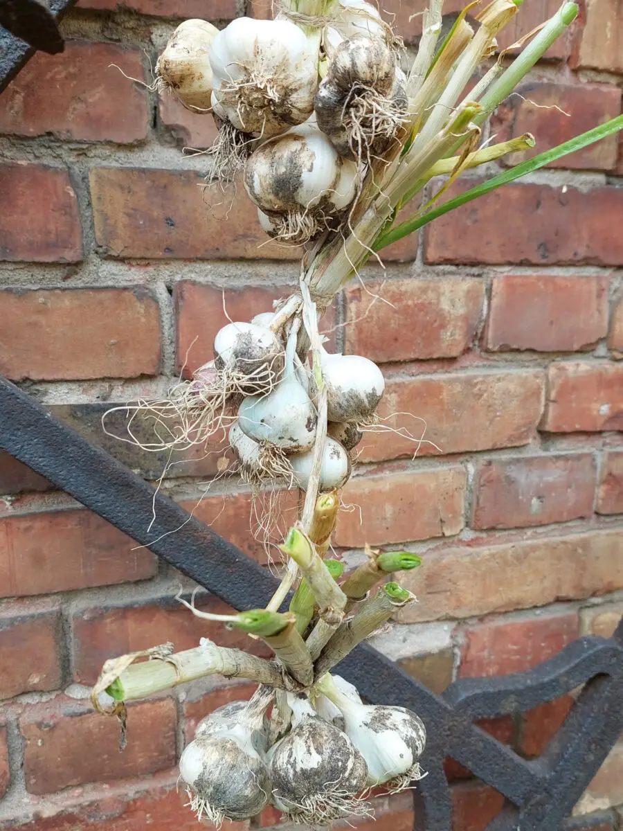 Knoblauch