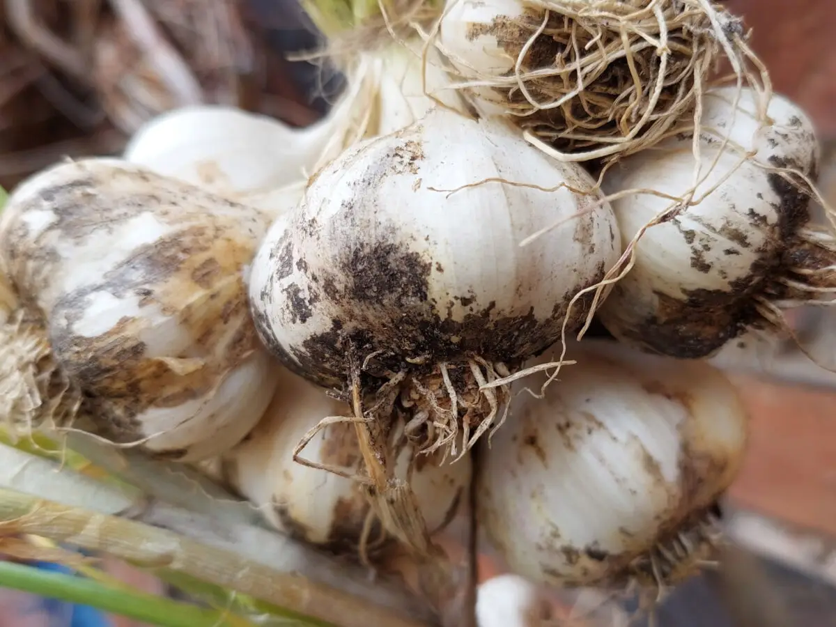 Knoblauch