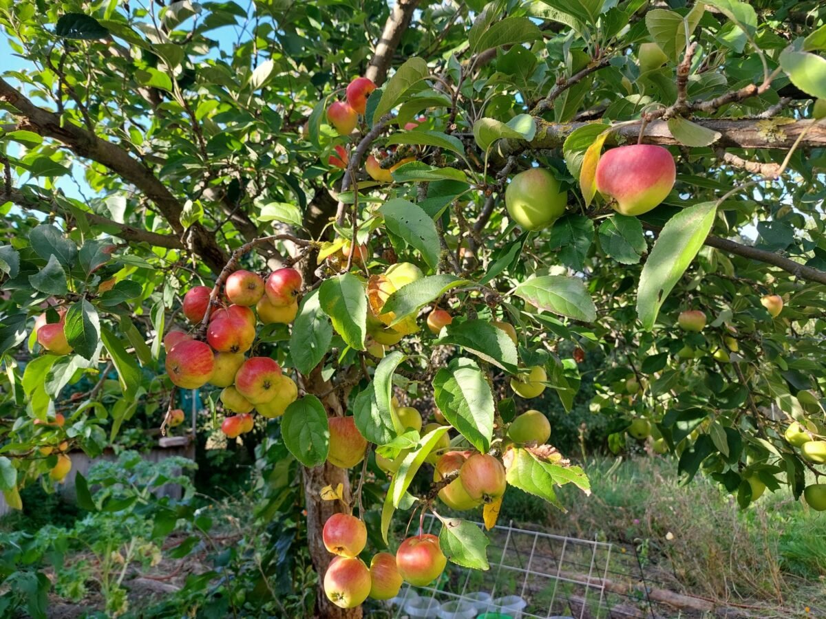 Apfelbaum